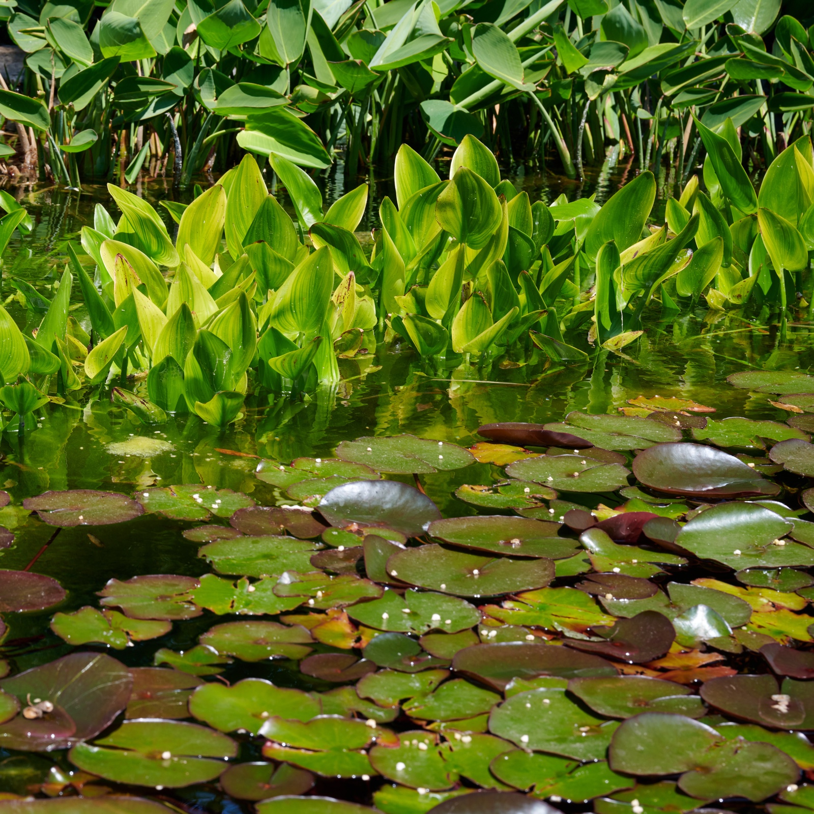 Jardines de Mossèn Cinto Verdaguer